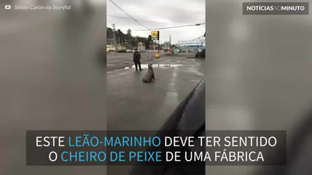 Leão-marinho passeia pela cidade de Astoria, em Oregon