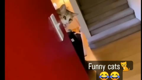 Funny cats 😂😂