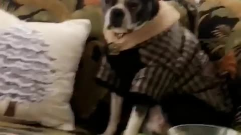 Black dog sits on couch with his coat on while it snows outside