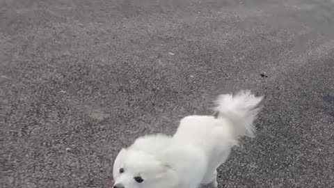 Cute dogi running