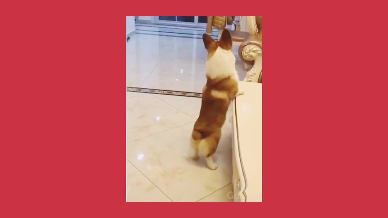 Pets