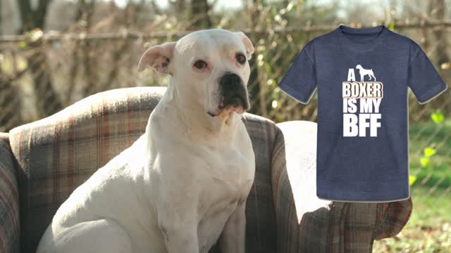 Cute boxer dog chilling on a chair