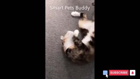 Try not to laugh :funniest cat videos to keep you smiling