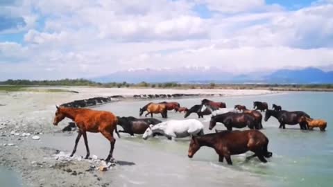 A group of horses crossing the river