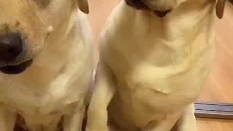 If it's a puppy wagging its tail at someone it likes