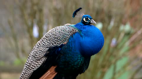 nice peacock