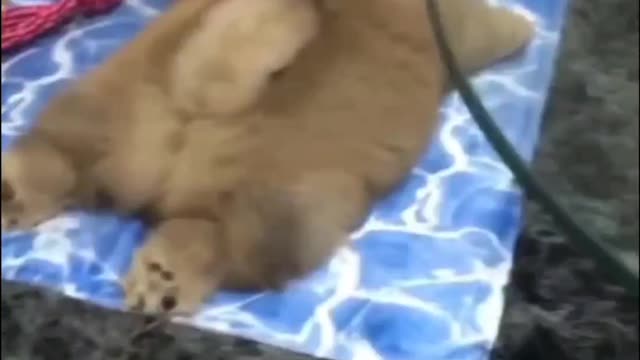 lazy chow naughty golden retriver hilarious