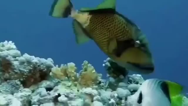 All the beauty of the red sea in one video especially for you.