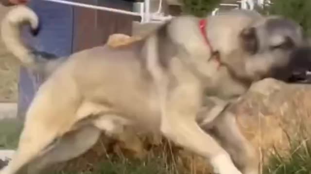 kangal_dog_transformation_🔥💥_|_#shorts