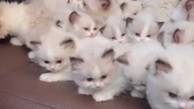 How Many Kittens? 😍 Guess?