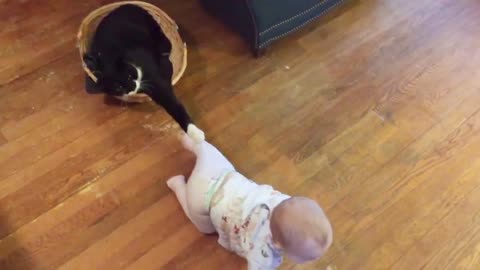 Cat playing with toddler