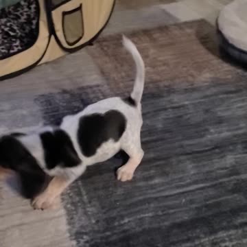 When little sister wants to play but you're trying to take your 25th nap