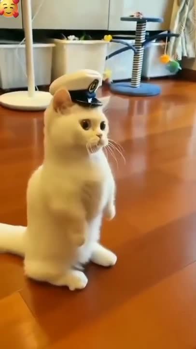 CATS will make you LAUGH YOUR HEAD OFF - Funny CAT compilation