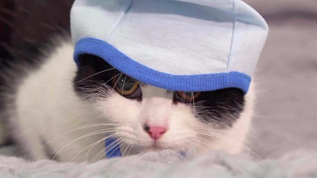 cat-looking-shy-while-on-gray-bed