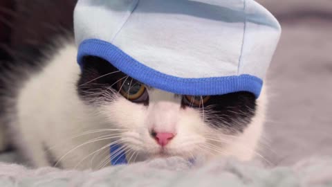 cat-looking-shy-while-on-gray-bed