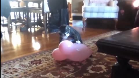cat so funny video cat short clip funny e video Titan