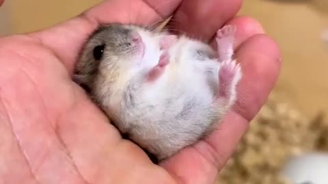 Funny little hamster video