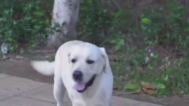 Smart dog saved man from falling into pit