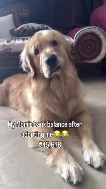 Funny moments with my dog #32
