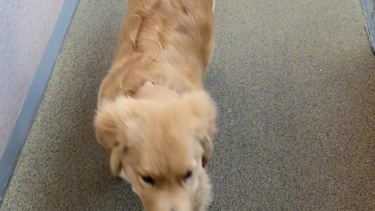 Puppy training with adorable Golden Retriever Jagger