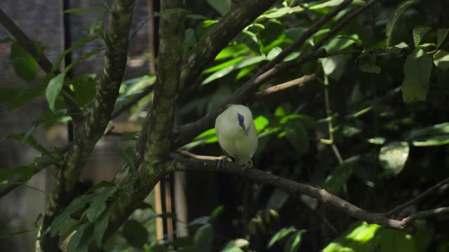 A small yellow parrot sits on a branch in a bird sanctuary on the island of Bali