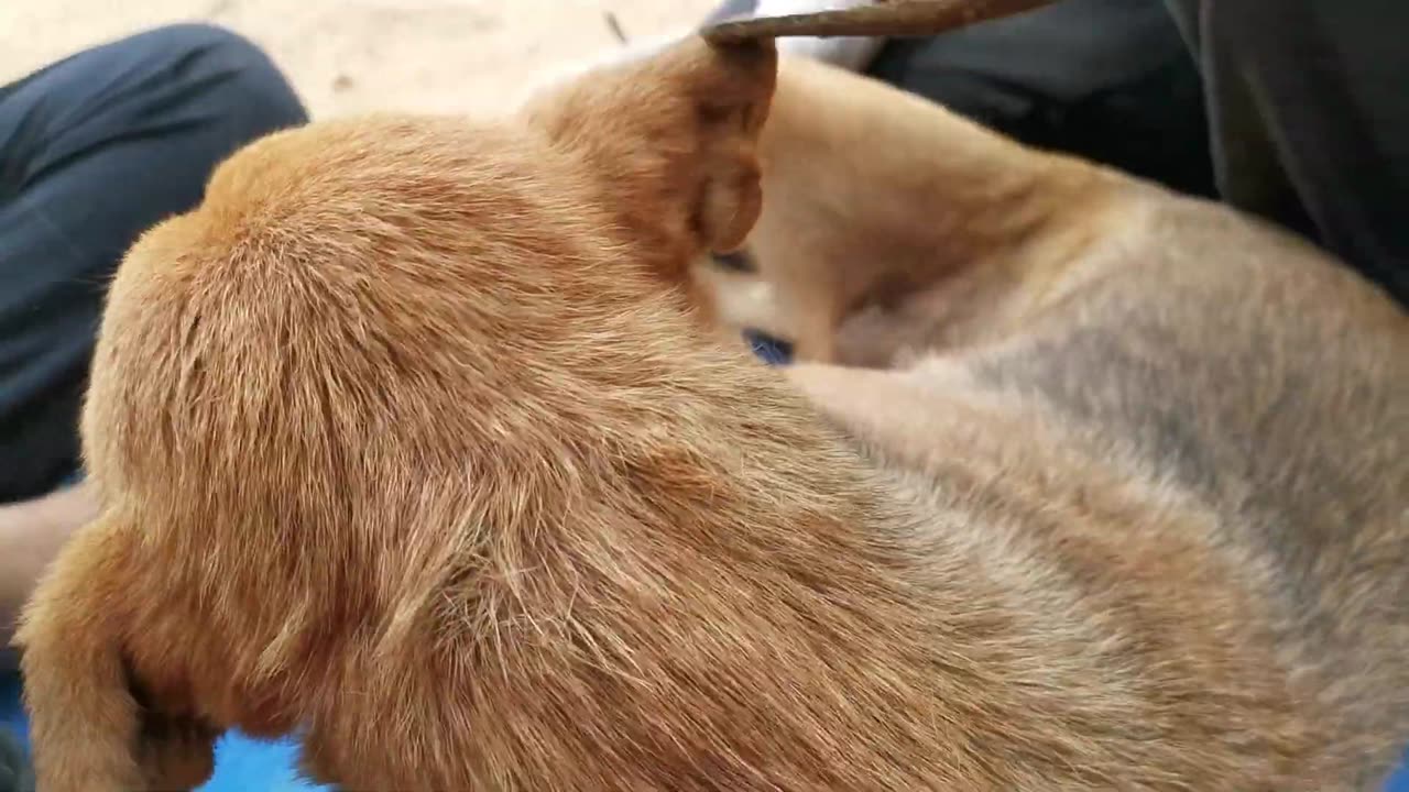 Ticks, Removing Ticks From Pet In Countryside EP Ticks (2)