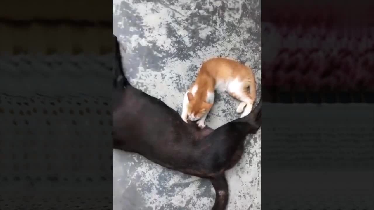 If you laugh you lose | Super cute | Animals 🐶🐱💖