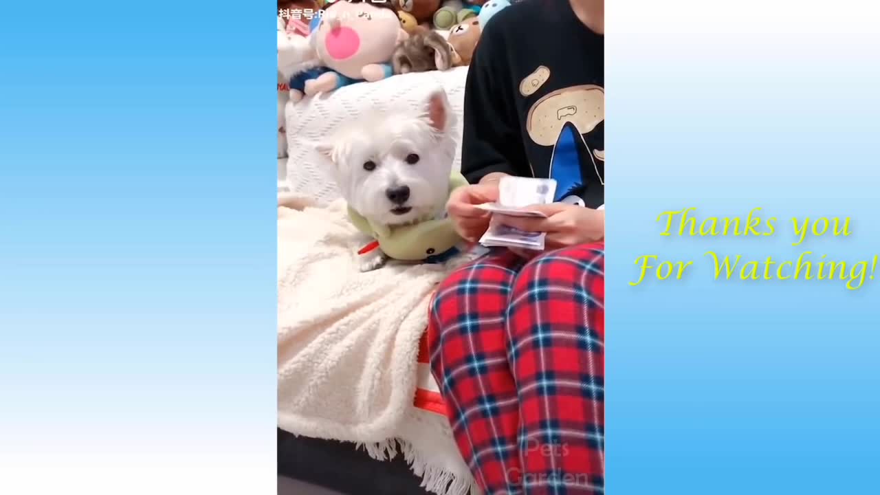 Animals in fun