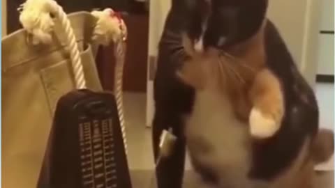 Cute cat funny reaction 😂