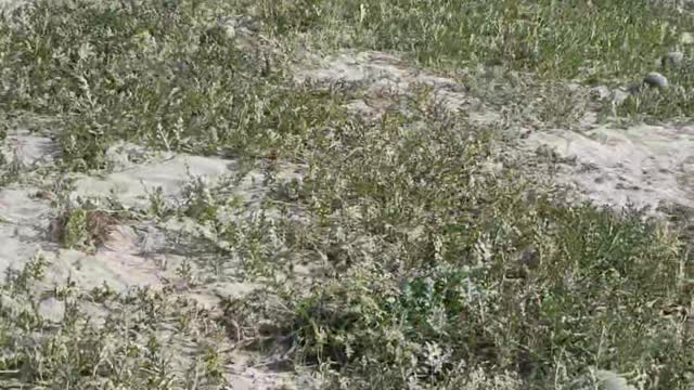 the field of watermelon