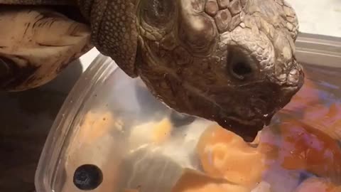 Turtle trying to eat melon but is not able to