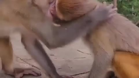 The monkey love