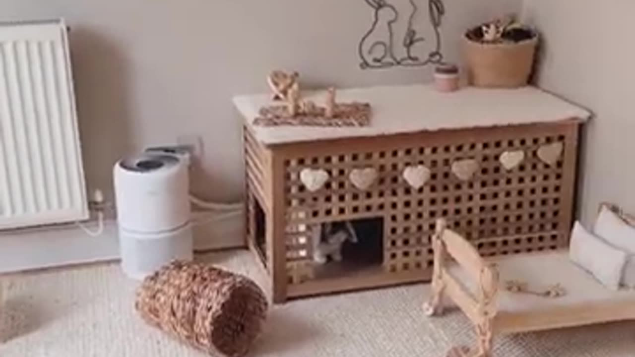 House Rabbit Home Setup - Indoor Rabbit - House Bunny