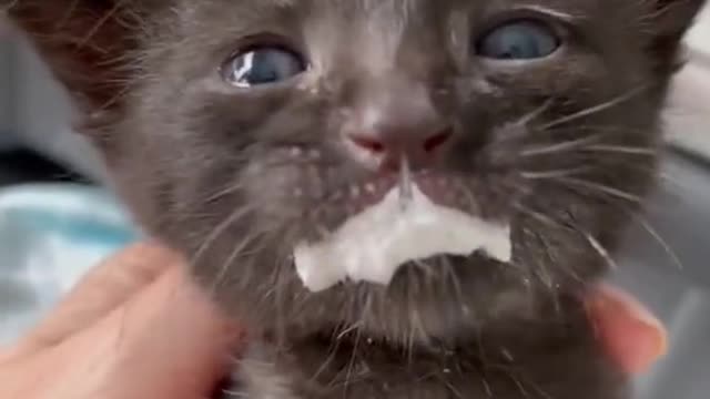 Cute Cat Drink Milk And Very Bad Fell And Cry Why? Cutepuppylover