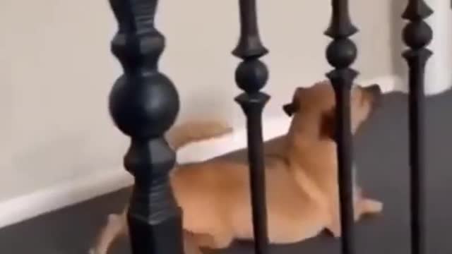 Funny Dog Videos 😂LAUGH at FUNNY DOGS