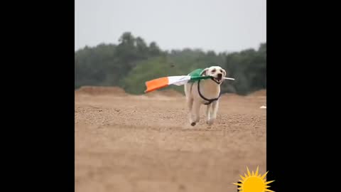 Indian 🇮🇳🇮🇳🇮🇳🇮🇳 army 🇮🇳dog 🇮🇳funny video
