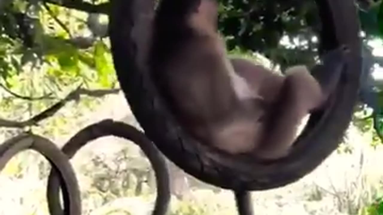 Funny Animals 47