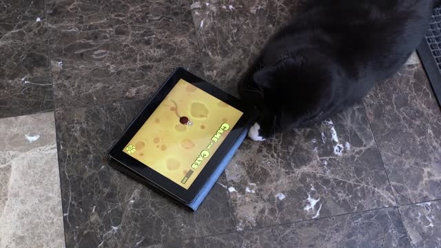 Cat Plays On An iPad (And Why They Should)