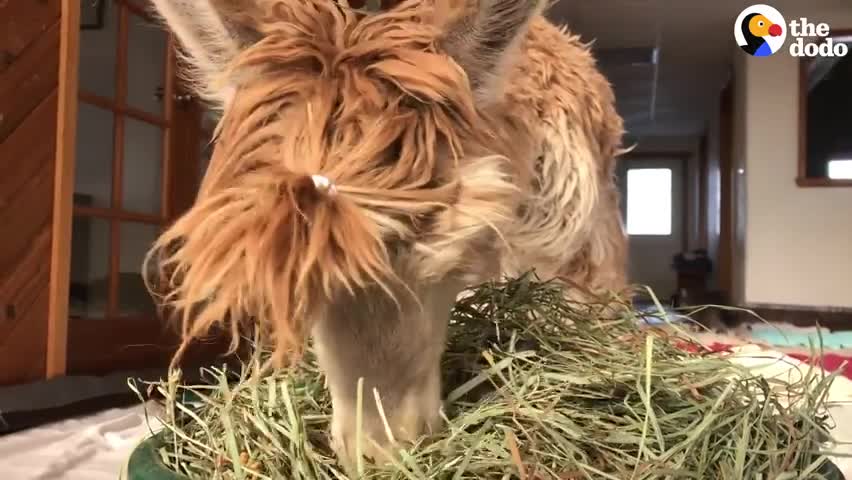 World's Smallest Alpaca Lives In A House