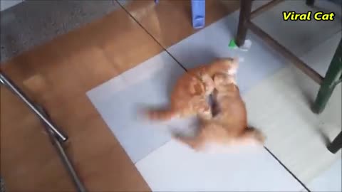 Cats Fighting and Meowing - These Two are Bloody Brothers _ Viral Cat