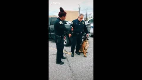 Can I pet that dog# TikTok original! (This gone viral)