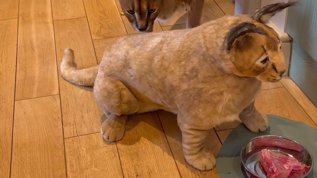 Pumba Doesn't Like His Twin