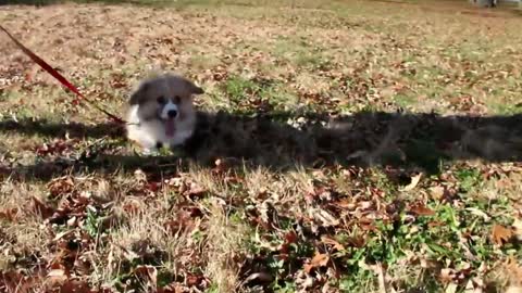 Corgi puppy running HD