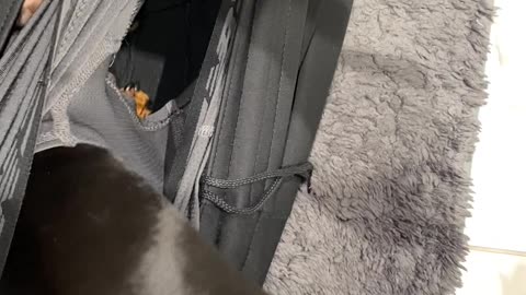 Miniature Dachshund Burrows In Boxers