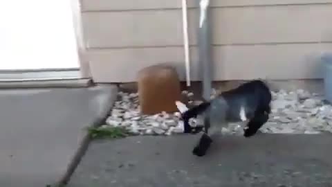 A puppy dancing outdoors.