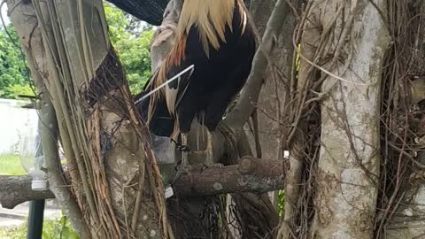 Super nice Chicken, With its rainbow luster feathers