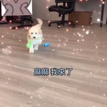 I’m coming MaMa dogs puppy