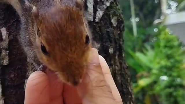 Sneaky Squirrels Steal our Herats