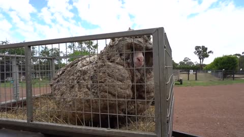 Massive sheep has 40kg of wool!!!