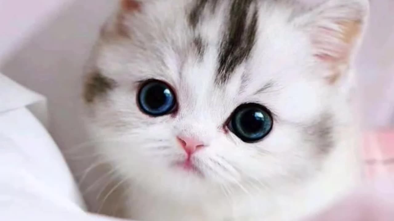 So cute and funny cats video.#shorts